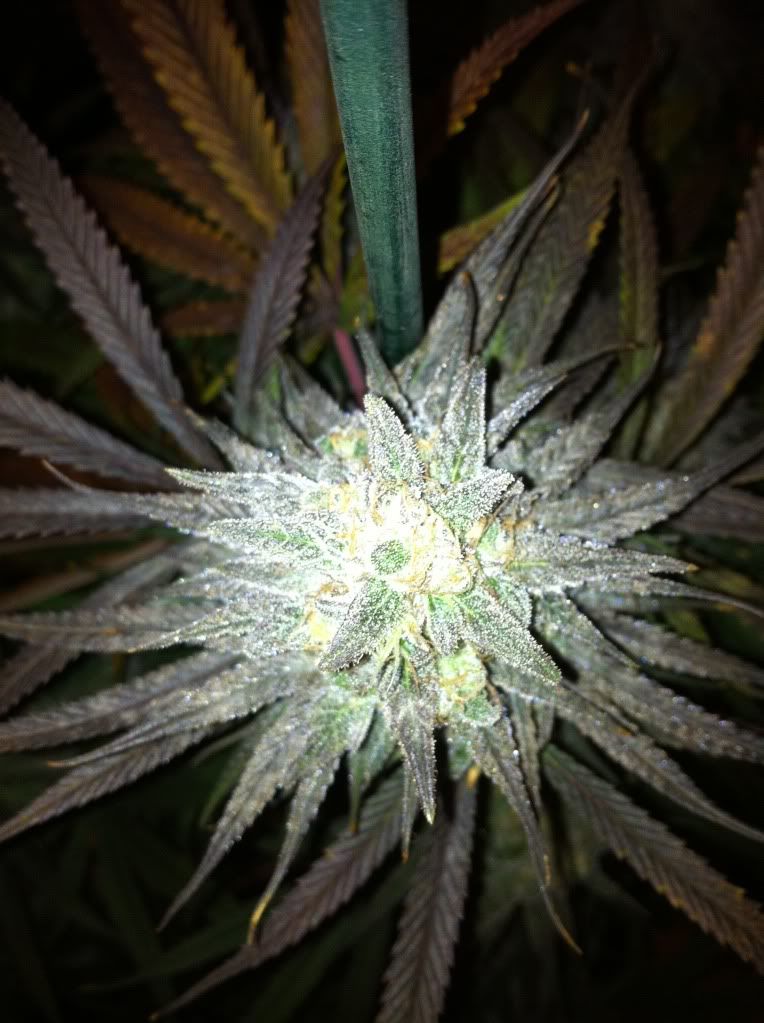 **MrCooL360's 600w HPS Blue Dream Grow** Rollitup